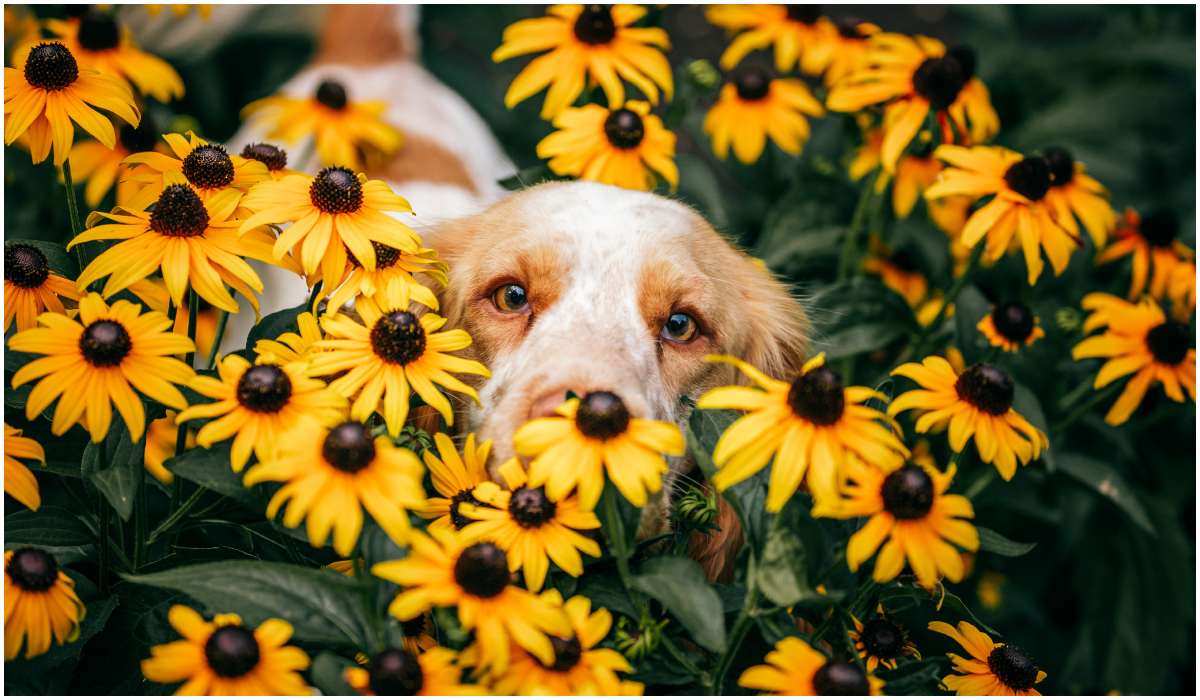 Poznaj oryginalne imiona dla psa inspirowane kwiatami