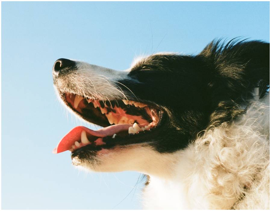 psie zęby (2).jpg