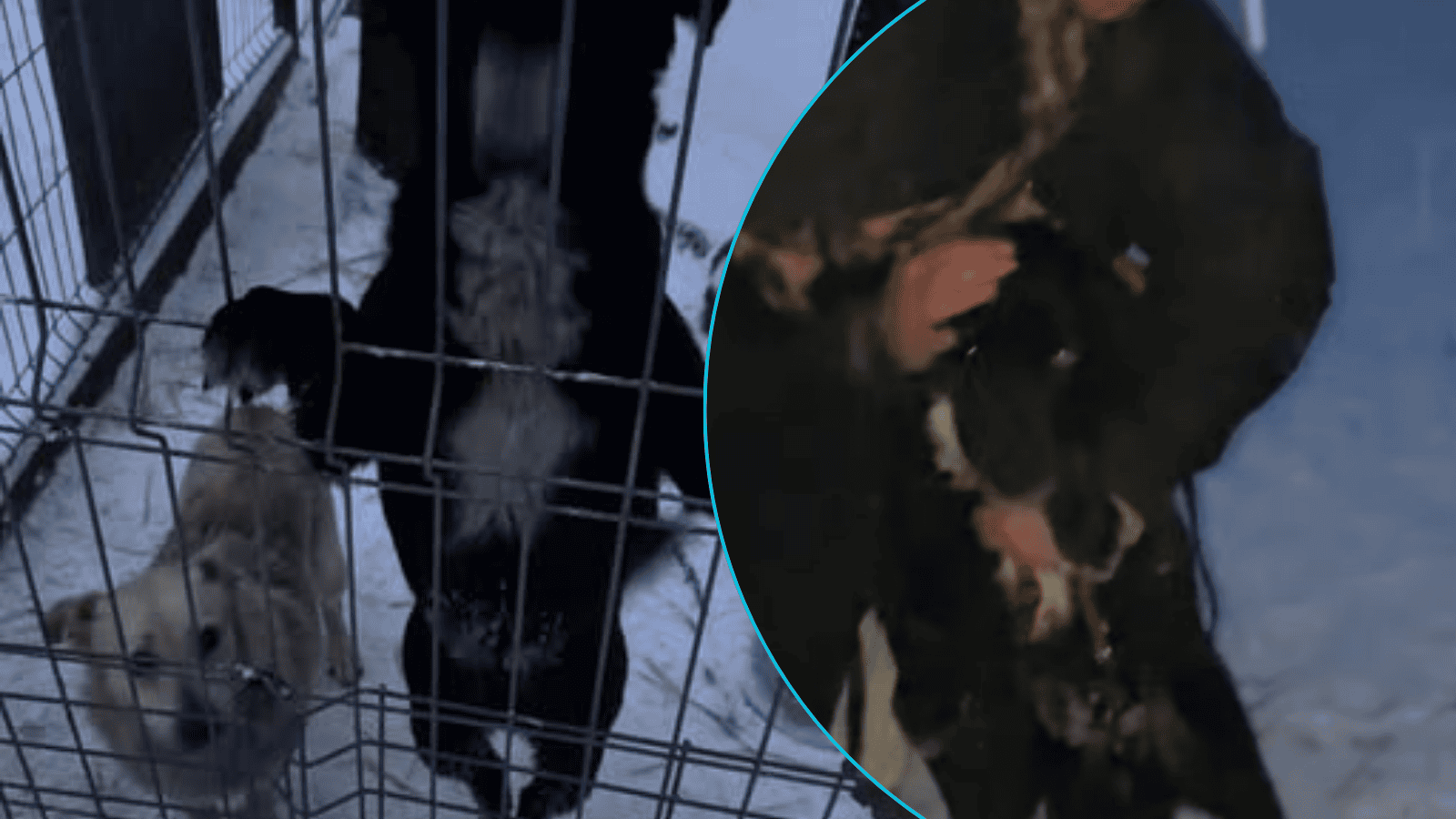 Trwa alarmowa akcja ratunkowa. Schronisko w likwidacji. Walka o życie ponad 200 psów