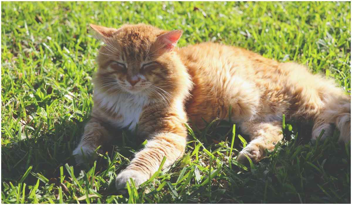 Właściciele kotów i psów nie wiedzą, jak bezpiecznie przebywać na słońcu