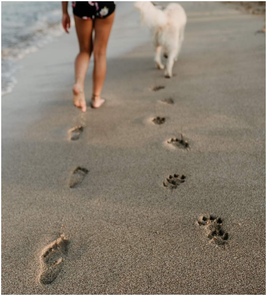 psy jedzace piasek na plazy (1).jpg