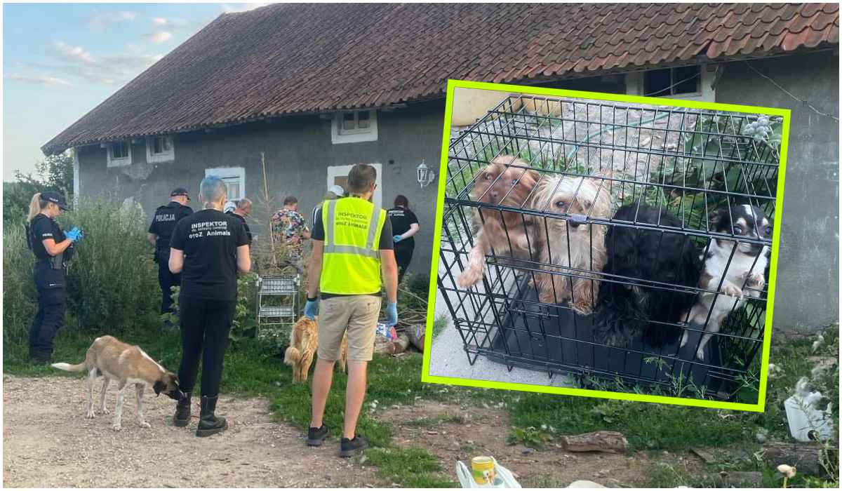 Inspektorzy OTOZ Animals wkroczyli na posesję grozy w gminie Lubomino
