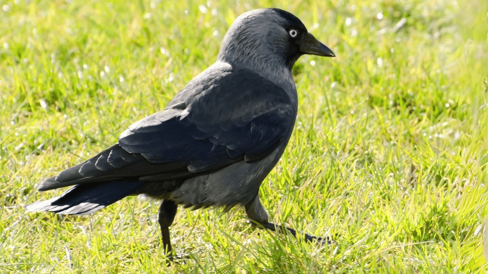 Kara za dokarmianie ptaków. W tym przypadku można dostać 500 zł mandatu