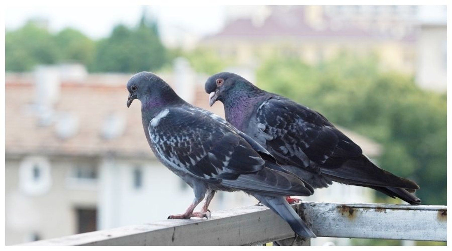 Kara za dokarmianie ptaków. W tym przypadku można dostać 500 zł mandatu