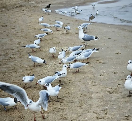 Niepokojące, co dzieje się na polskich plażach. Ludzie łapią za telefony i alarmują służby