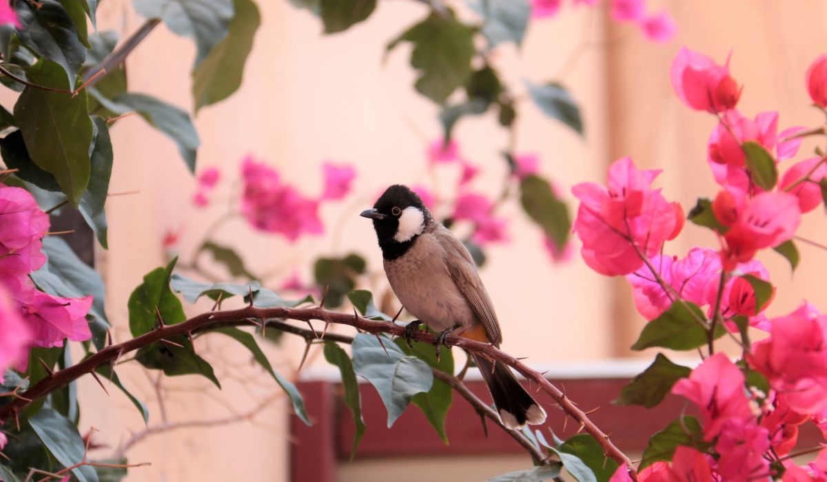 Jak zaprosić ptaki do ogrodu? Te sposoby zachęcą je do odwiedzin