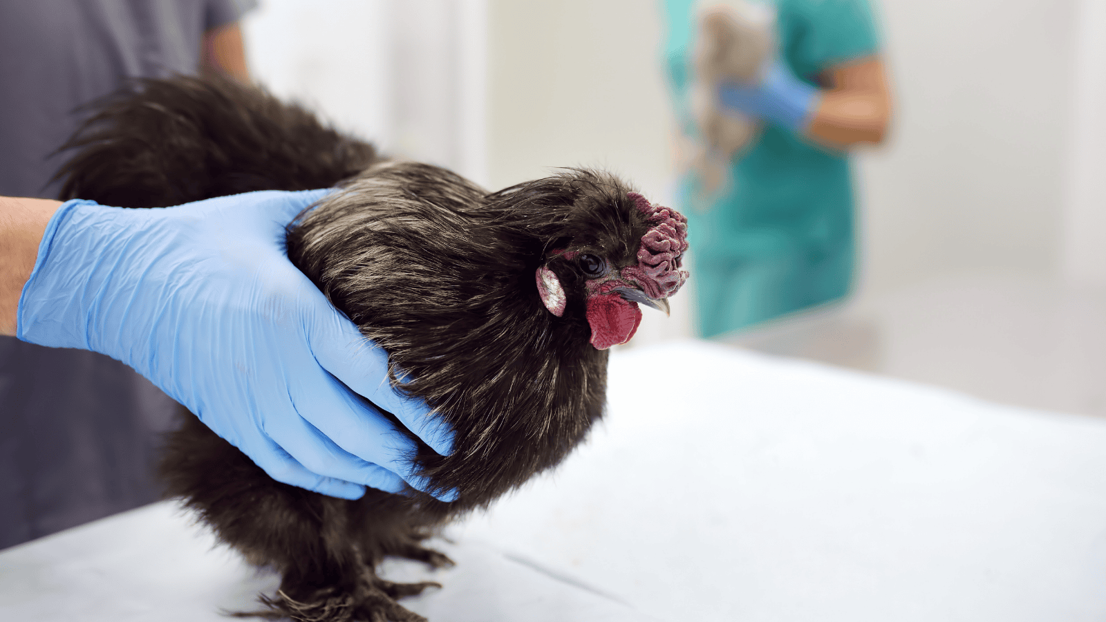 W Polsce rozprzestrzenia się groźna choroba. W trzech powiatach wprowadzono obostrzenia