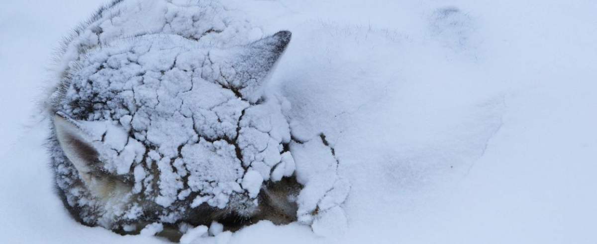 pies w śniegu