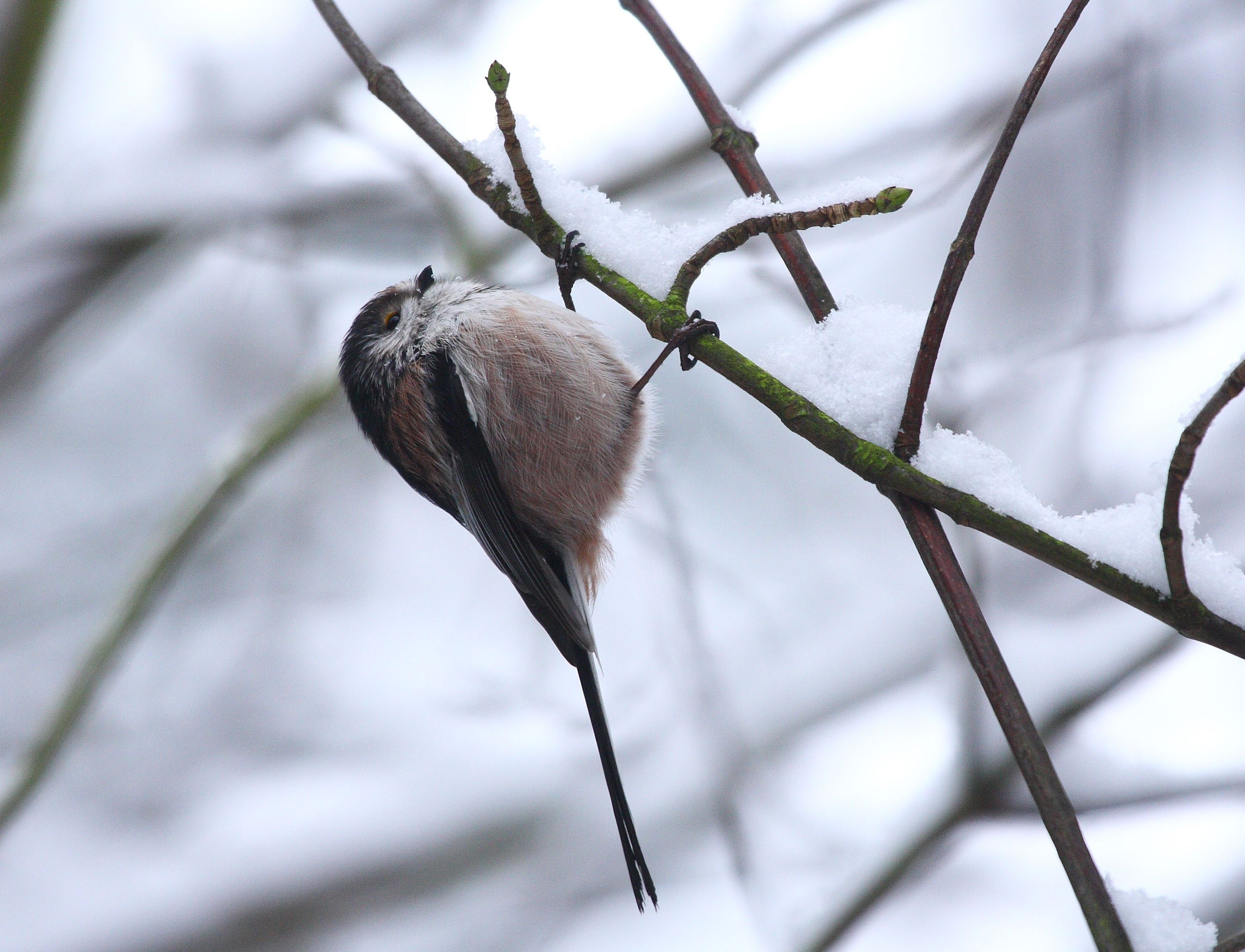 Przypomina kulkę waty. Zostaw mu ten przysmak, a raniuszek zaraz przyfrunie do ogrodu