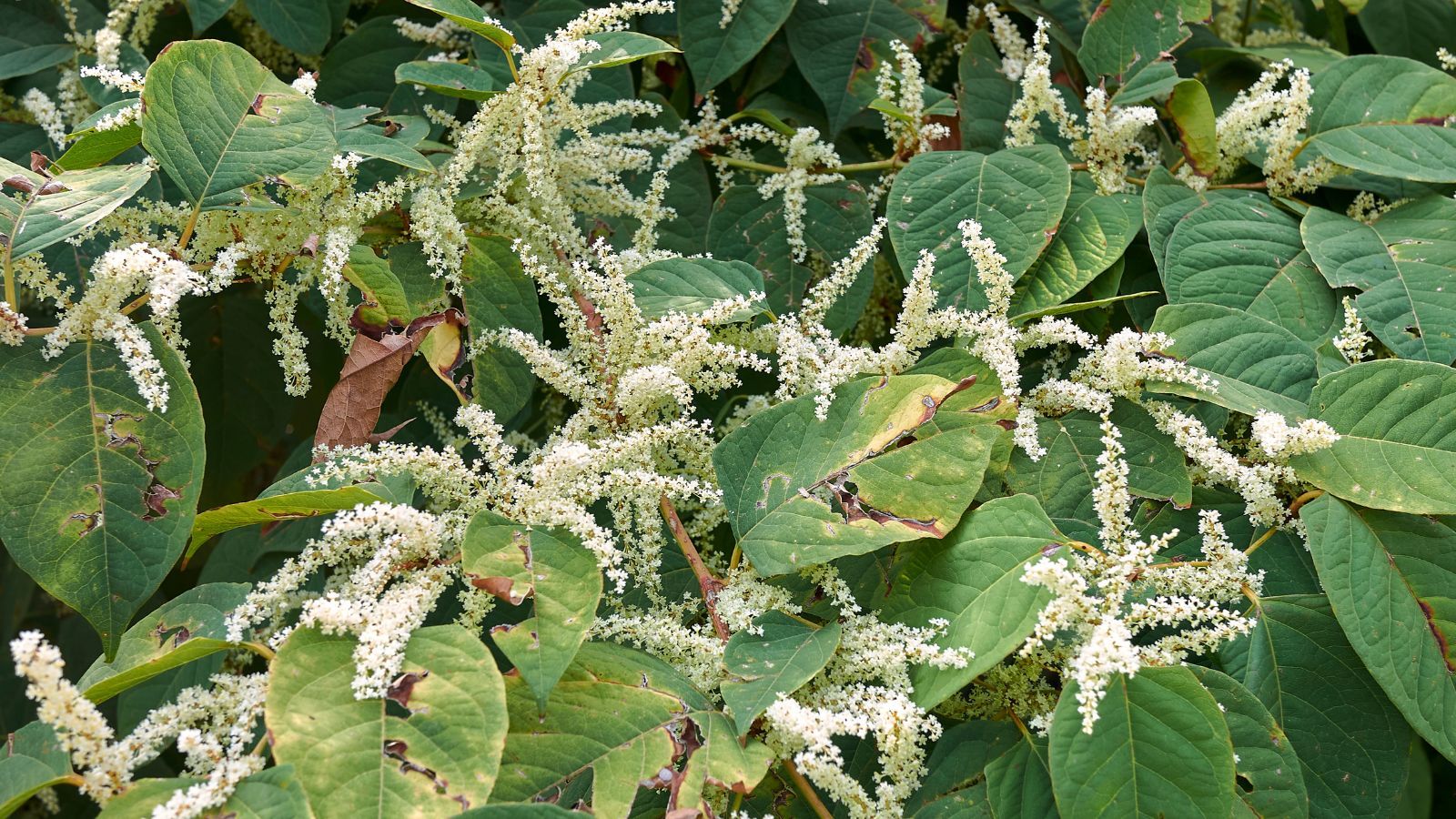 Tej rośliny lepiej nie mieć w ogrodzie. Nawet milion złotych kary, w skrajnych przypadkach więzienie