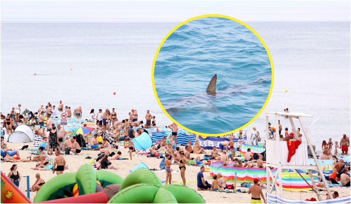 Wczasowicze panikują. Czy rekiny w Bałtyku atakują ludzi?