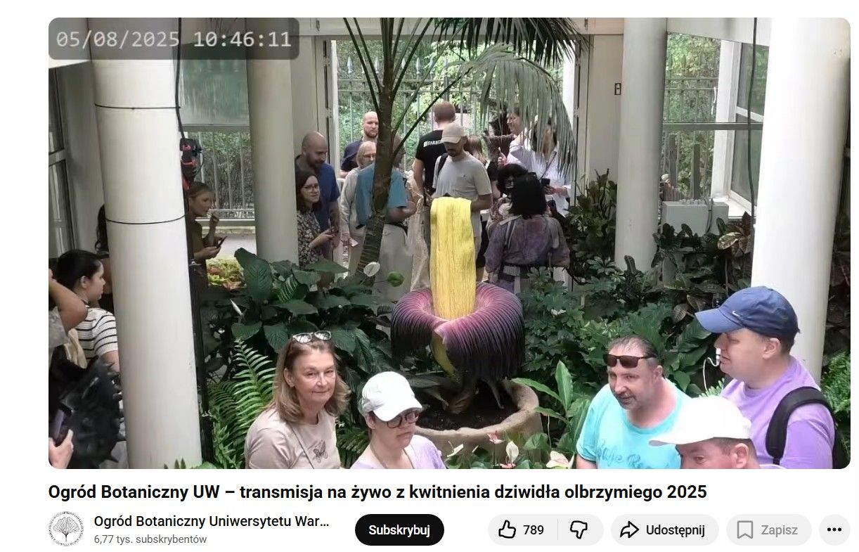 relacja z kwitnienia dziwadła.jpg