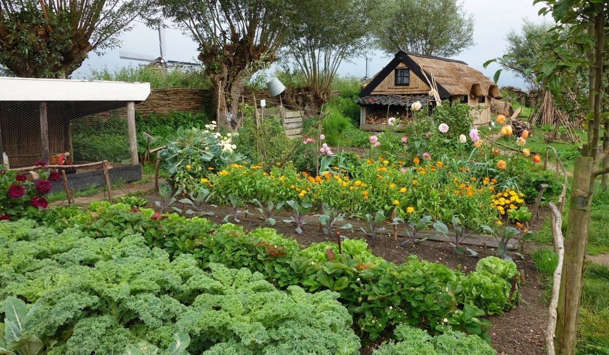 ogród warzywny