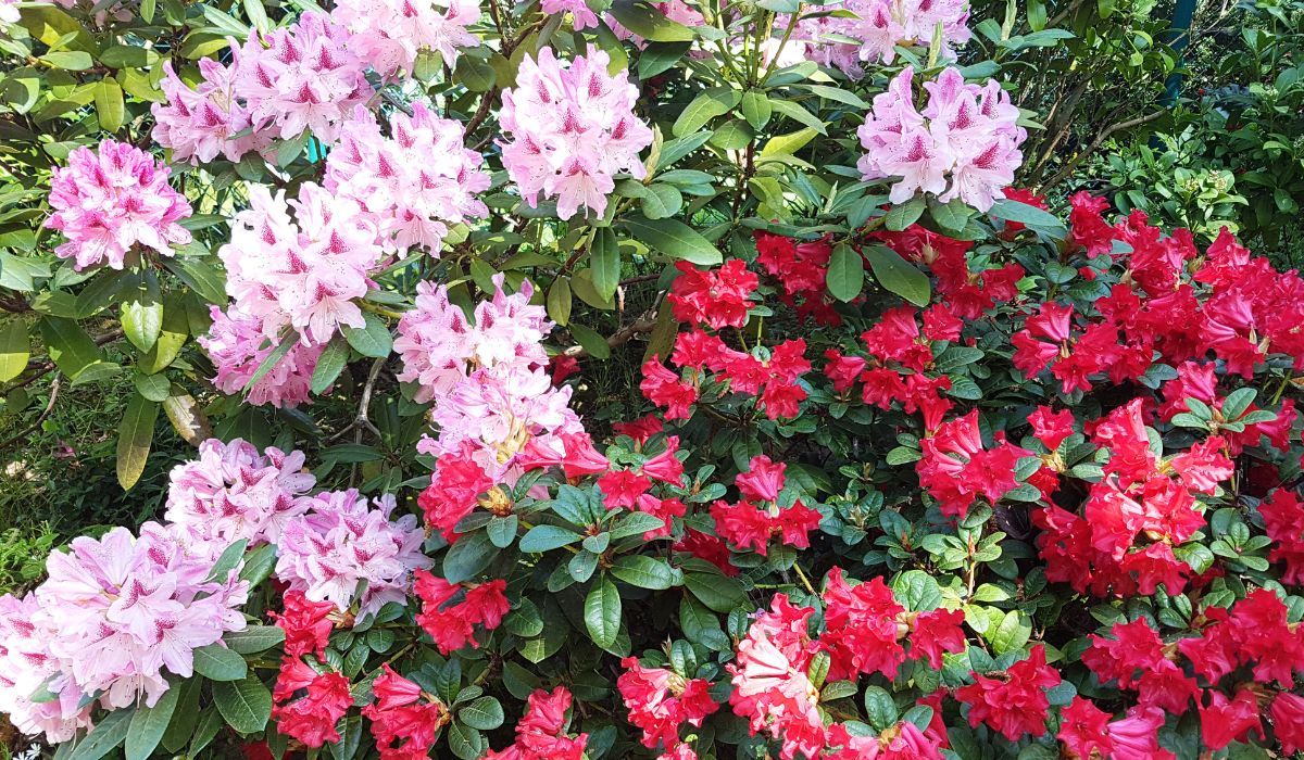 rododendrony