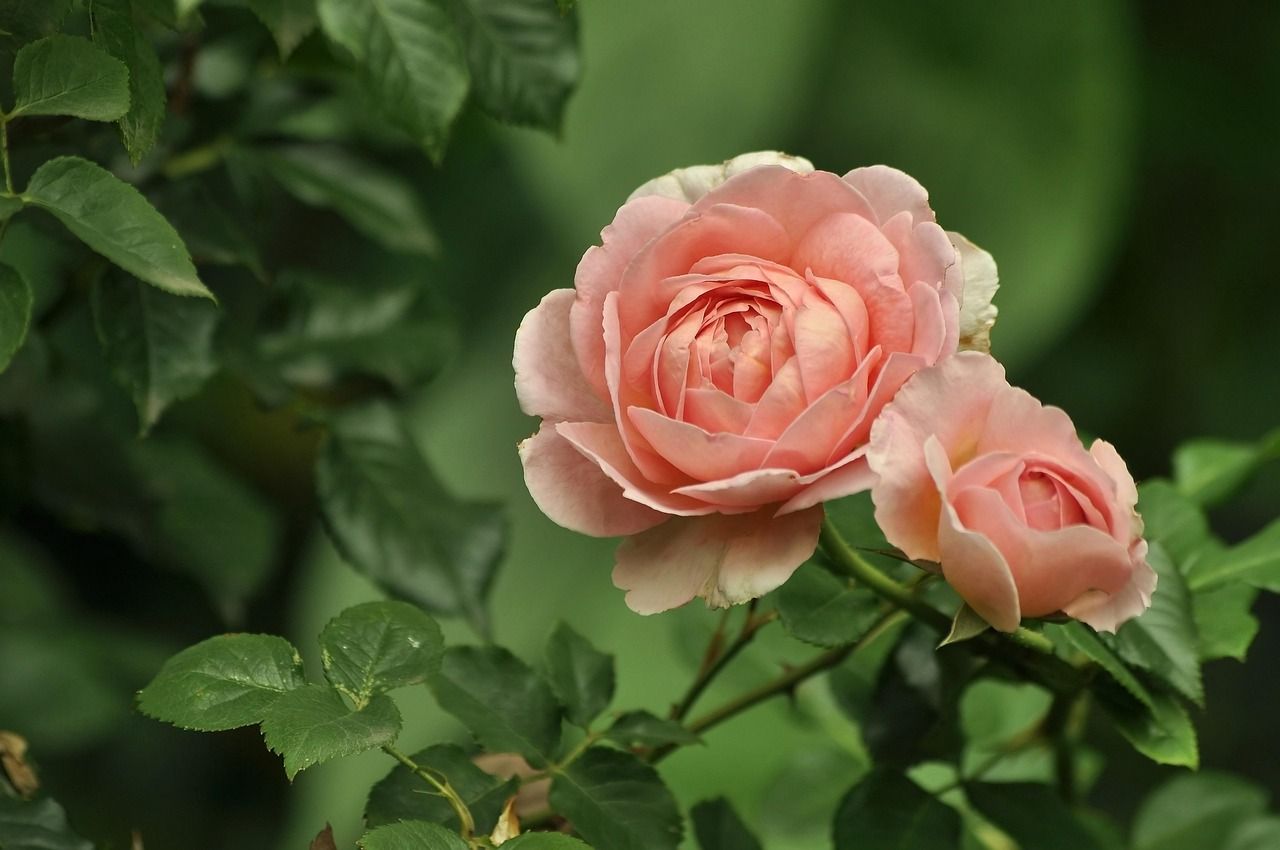 roses-4352530_1280.jpg