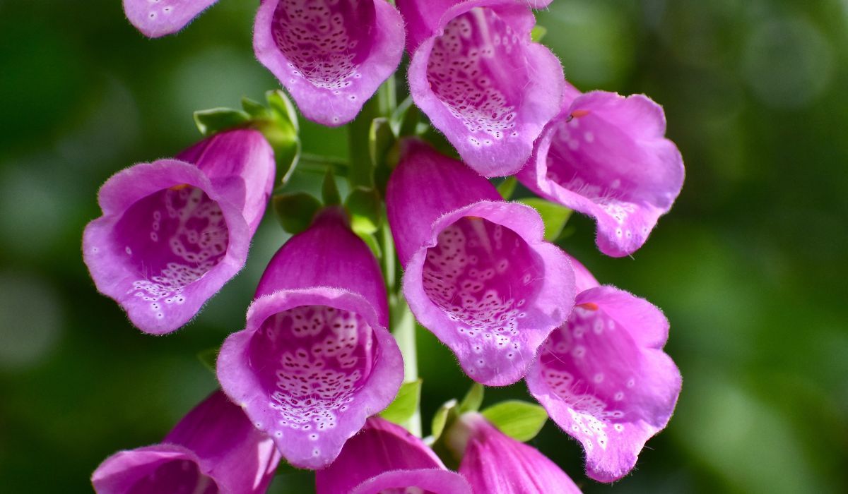 Naparstnica purpurowa