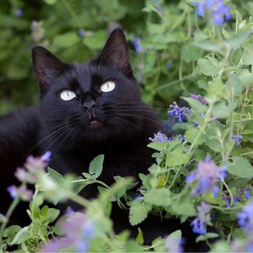 rośliny trujące dla kotów