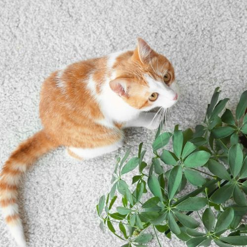 rośliny trujące dla kotów
