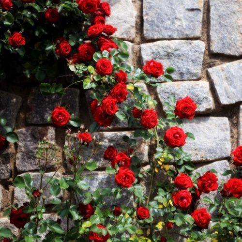 Te krzewy należy przyciąć we wrześniu. Termin jest kluczowy