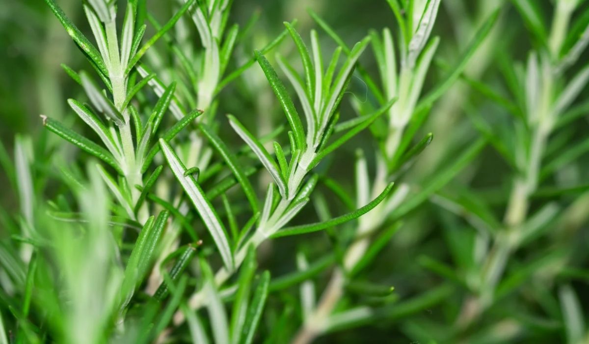 Zaparz i wypij po obiedzie. Natychmiast poczujesz ulgę