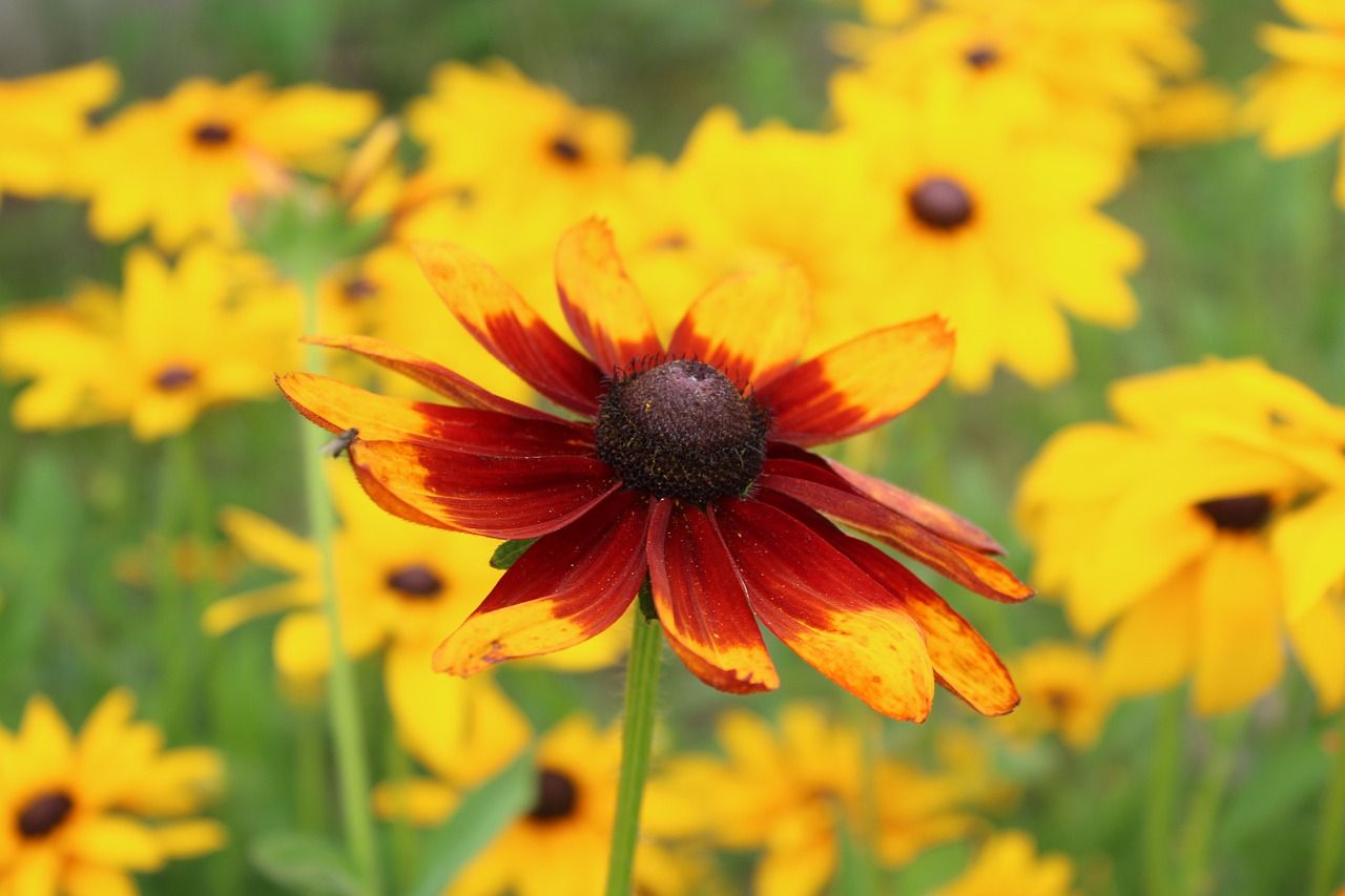 rudbeckia-5411718_1280.jpg