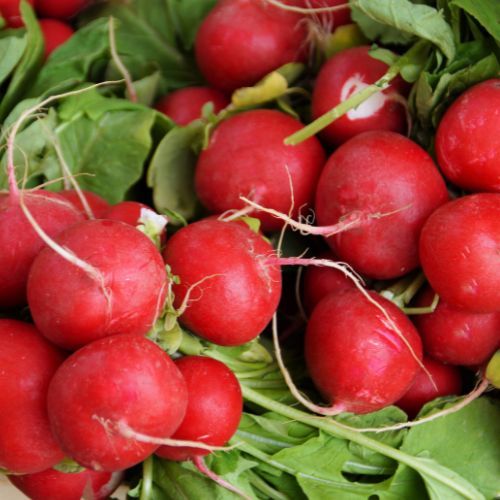 Pakuję rzodkiewkę do słoików i wlewam tę zalewę. Kiszona smakuje mi lepiej niż ogórki