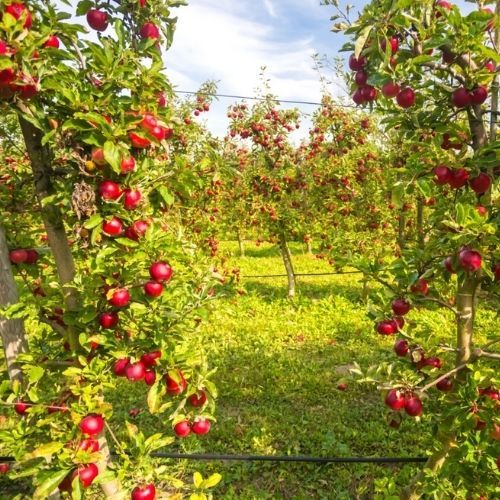 Najlepsze jesienne terminy na oprysk drzew owocowych. Dzięki temu unikną chorób 