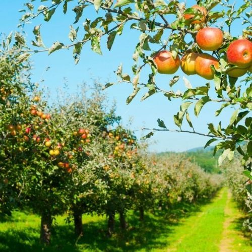 Kradli jabłka z sadu. Wynieśli tony, zatrzymała ich policja