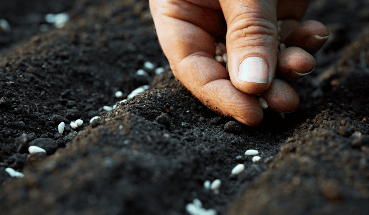 Posadź w październiku, wiosną sobie podziękujesz. Wzmacnia wzrok, kości i serce