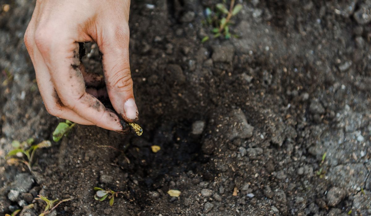 Posadź w październiku. Wiosną jego liście będą na wagę złota