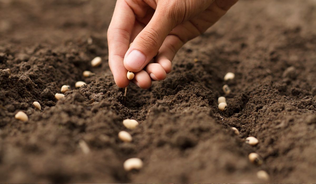 Te warzywa zbierzesz jesienią. Wystarczy posiać je w sierpniu