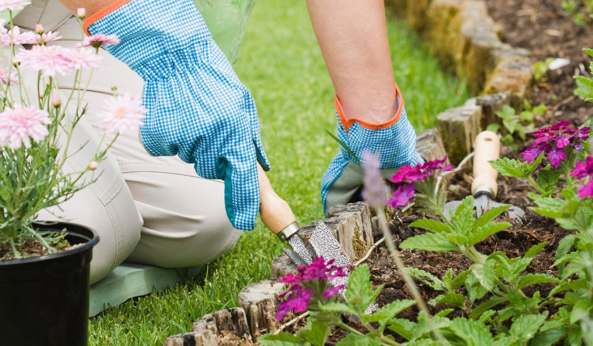 Rwę i zakopuję w ogrodzie. Na zioła i warzywa działa niczym najsilniejszy nawóz, to prawdziwe złoto