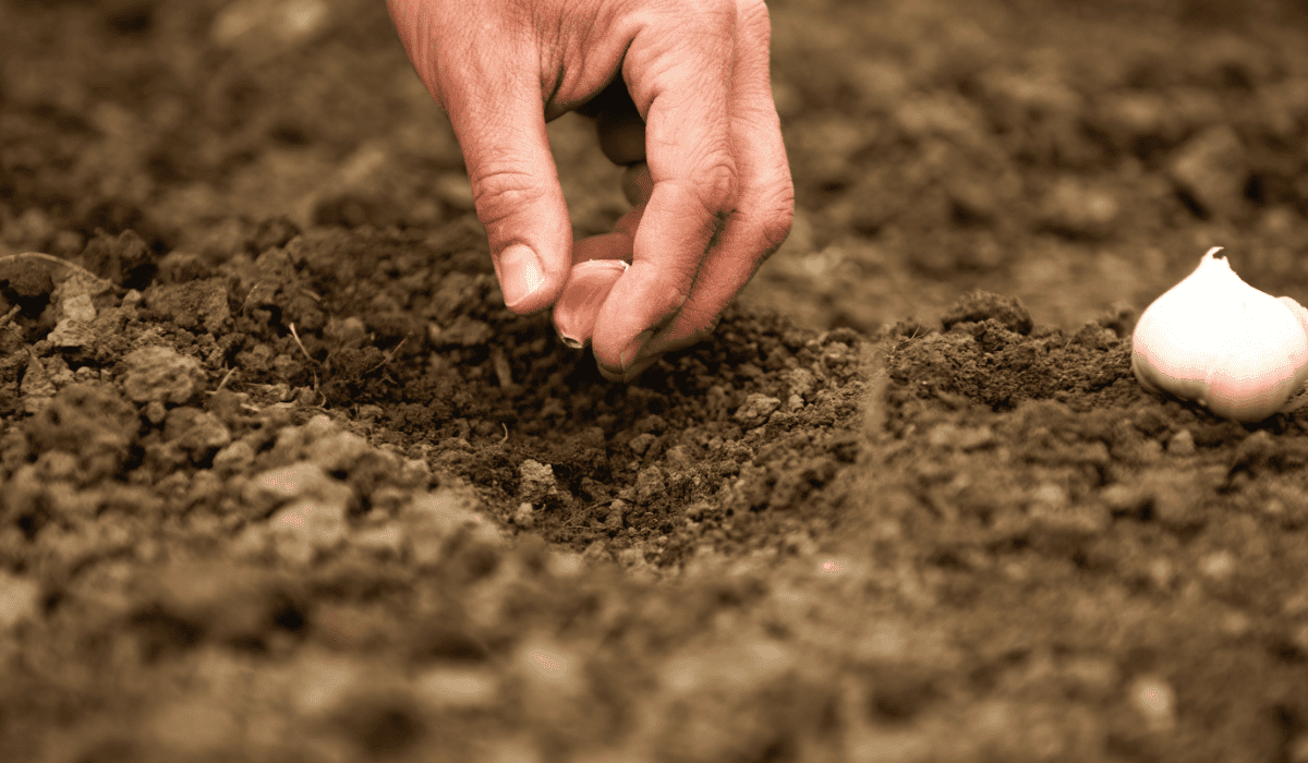 To najlepszy jesienny termin na posadzenie czosnku. Wiosną zbierzesz pełne kosze