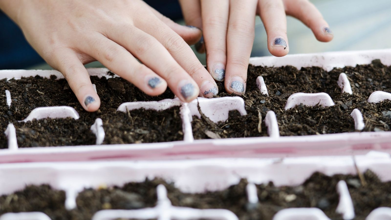 Te rośliny zasadź już w styczniu. Latem sąsiedzi będą zazdrościć