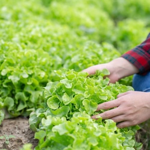 Te warzywa zbierzesz jesienią. Wystarczy posiać je w sierpniu