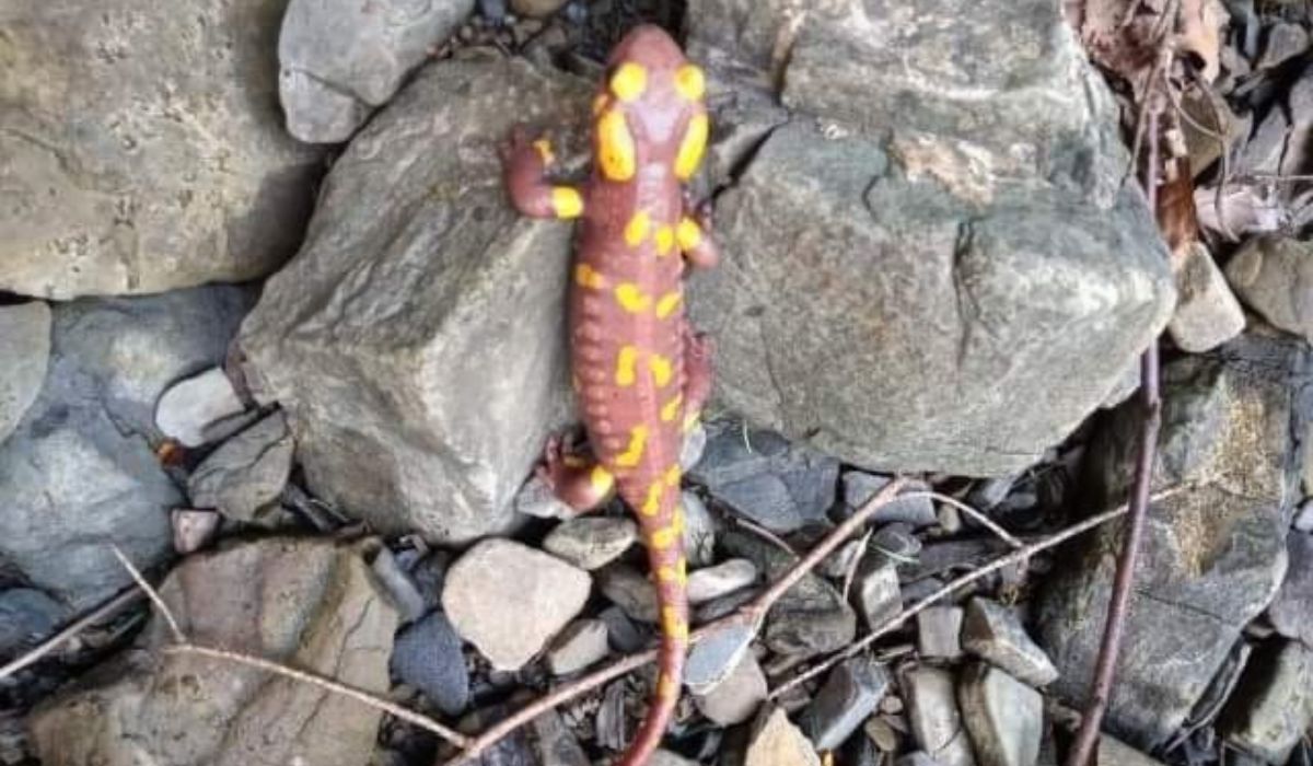 Wyjątkowa salamandra w polskich lasach. Wszystko za sprawą defektu