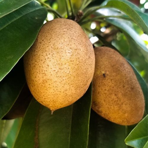 sapodilla.jpg