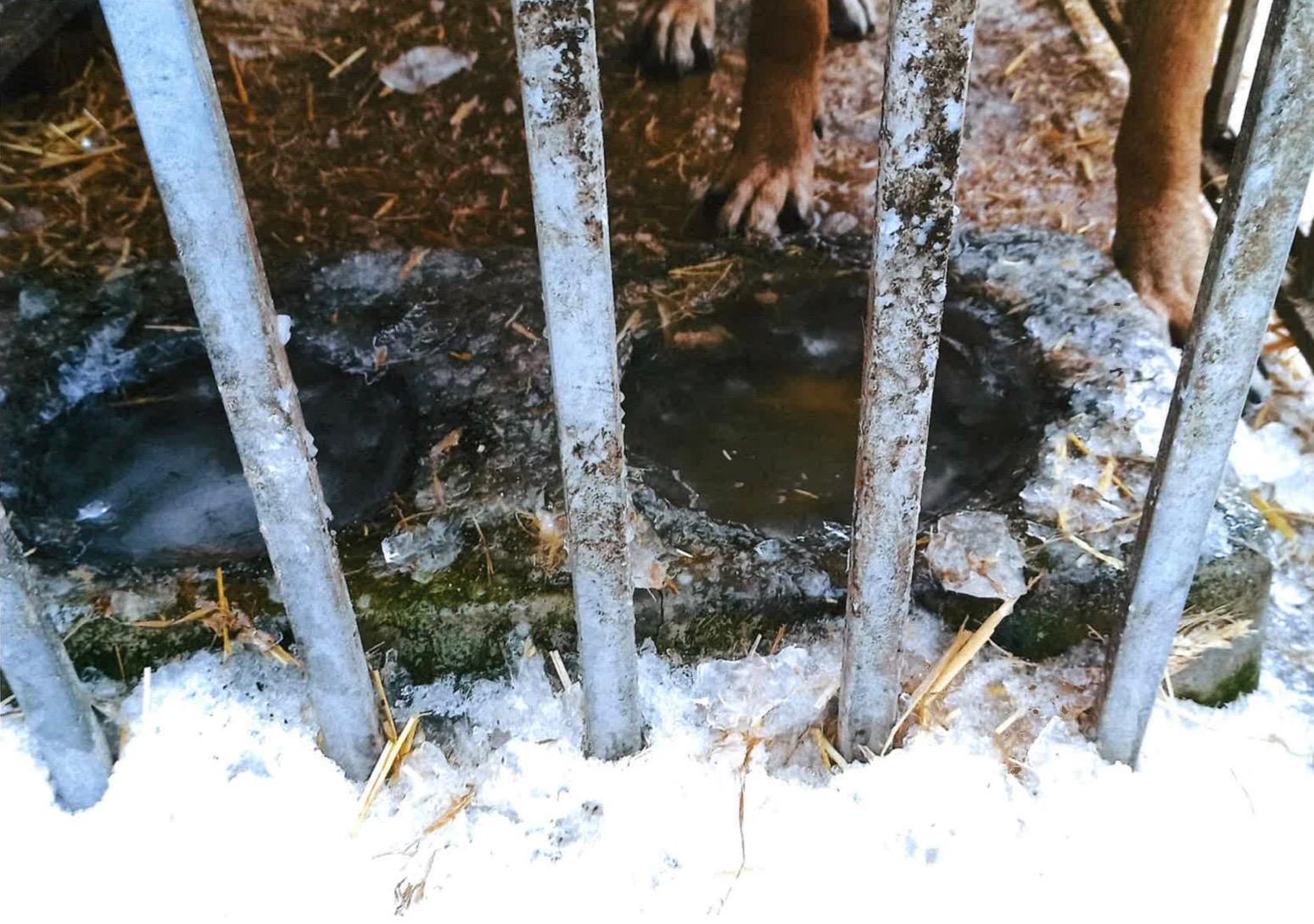 Psy skazane na koszmar, skandaliczne warunki w nielegalnym schronisku dla zwierząt. Jest zawiadomienie do prokuratury