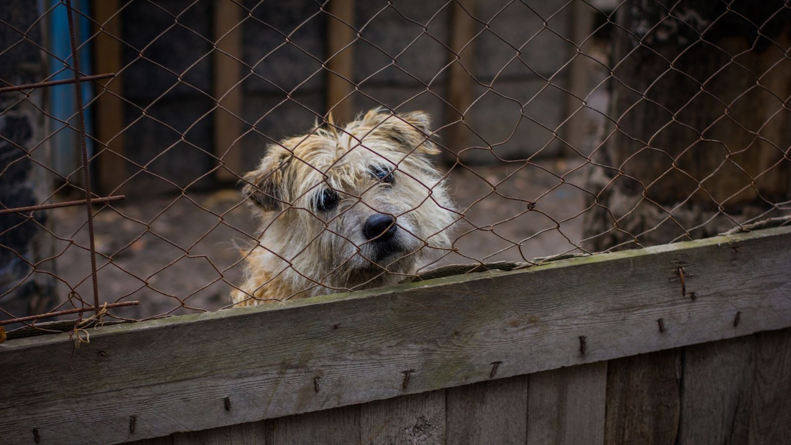 Radykalne zmiany w opiece nad zwierzętami w całym kraju. Resort wprowadza zasadę "zero tolerancji”