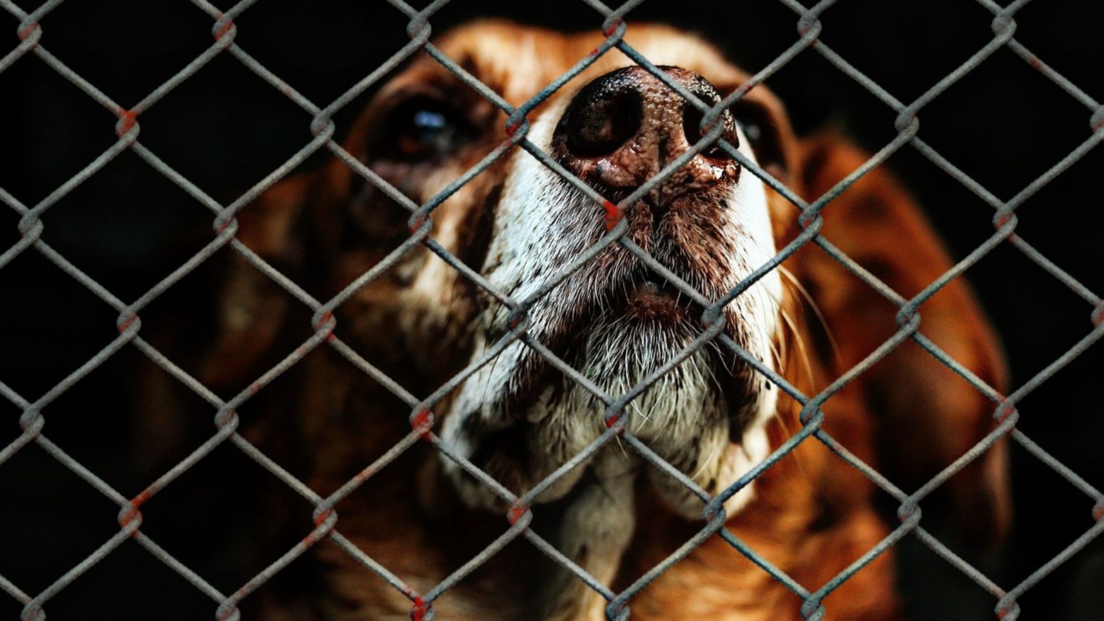 Michał  Troszkiewicz