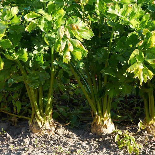 Wiele osób popełnia podstawowy błąd. To dlatego seler nie rośnie w korzeń