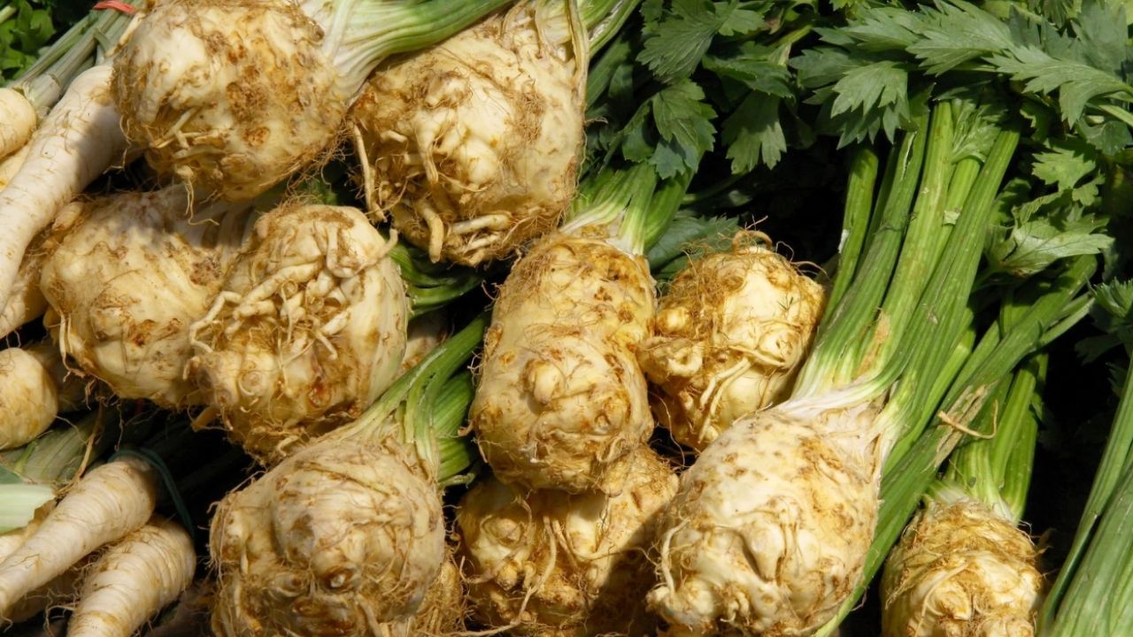 Wykop seler na sam koniec. Im dłużej przytrzymasz w ziemi, tym większy i lepszy wyrośnie