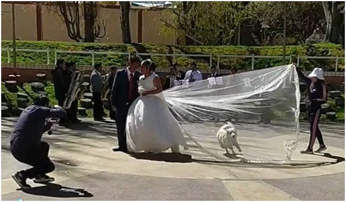 Pies przeszkodził w ślubnej sesji