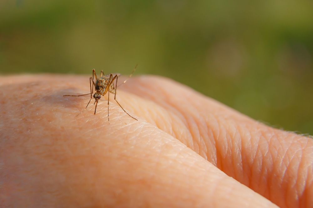 Komary, ugryzienie komara