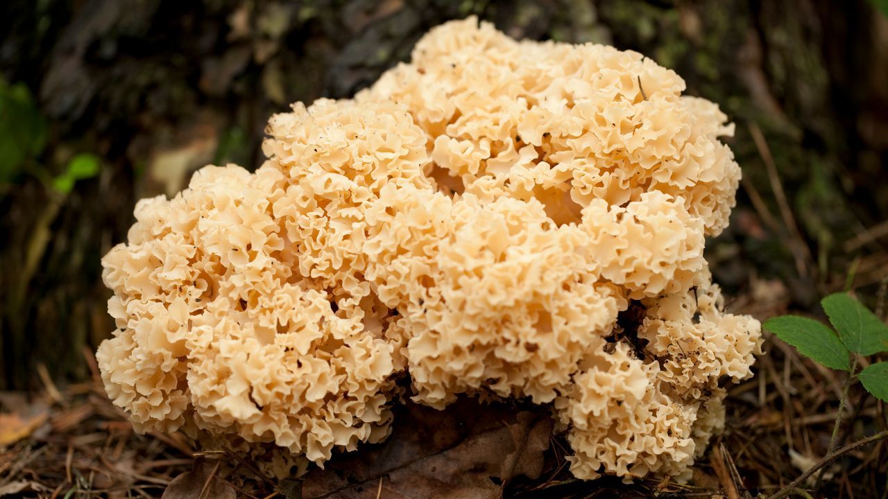 Wywożą całe bagażniki tych grzybów. Lepiej się spieszyć, sezon się kończy