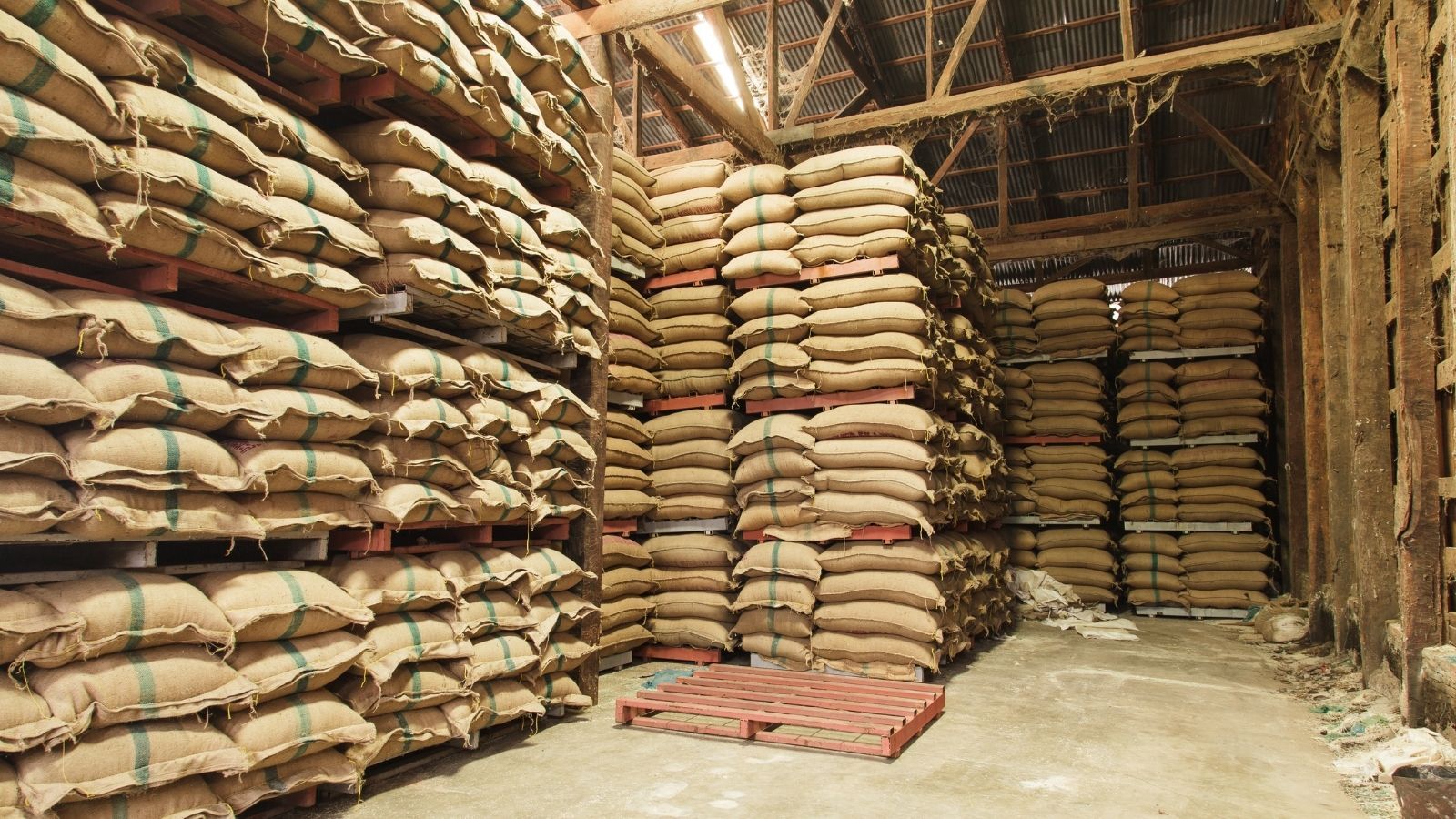 Ceny zbóż w skupach. Rolnicy czujnie śledzą aktualne stawki, prognozują jeden kierunek