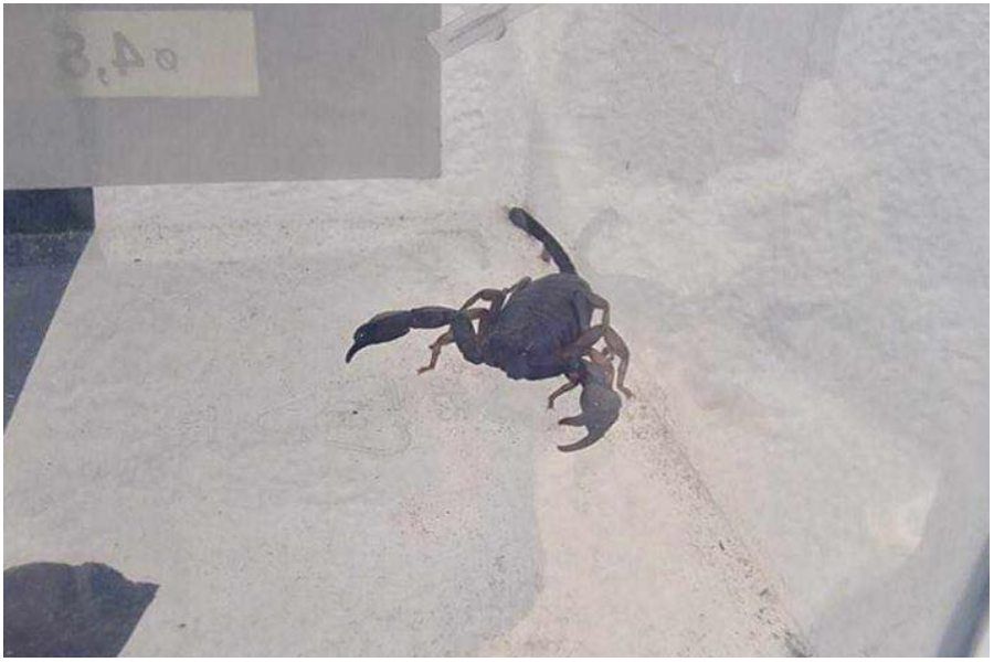 skorpion w ogródku (1).jpg