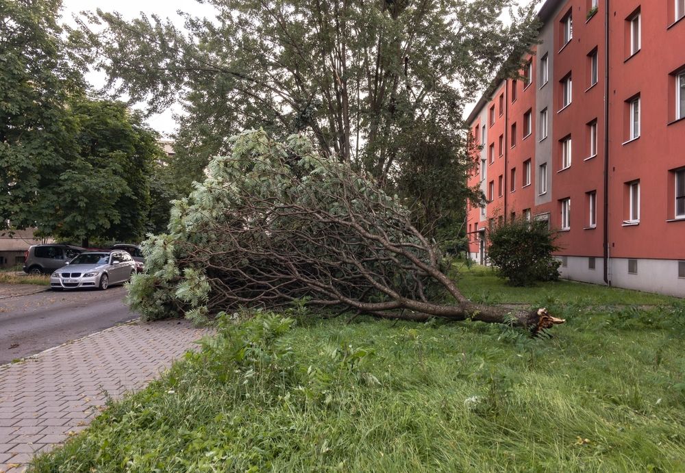 skutki nawałnicy
