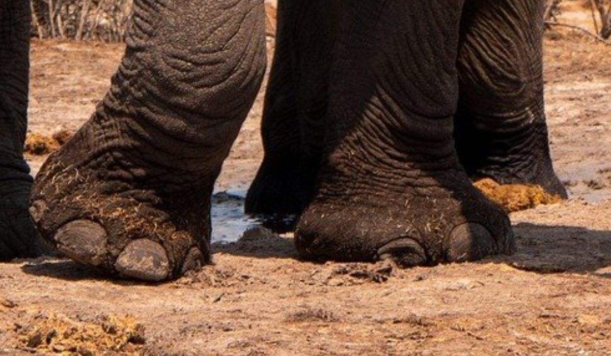 noga słonia