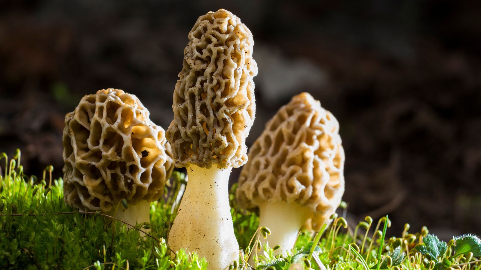 Te cenne grzyby wkrótce pojawią się w lasach. Za kilogram można zarobić nawet 3 tys. złotych